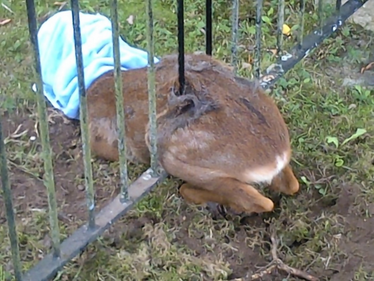 The young deer trapped in the fence in Inverness