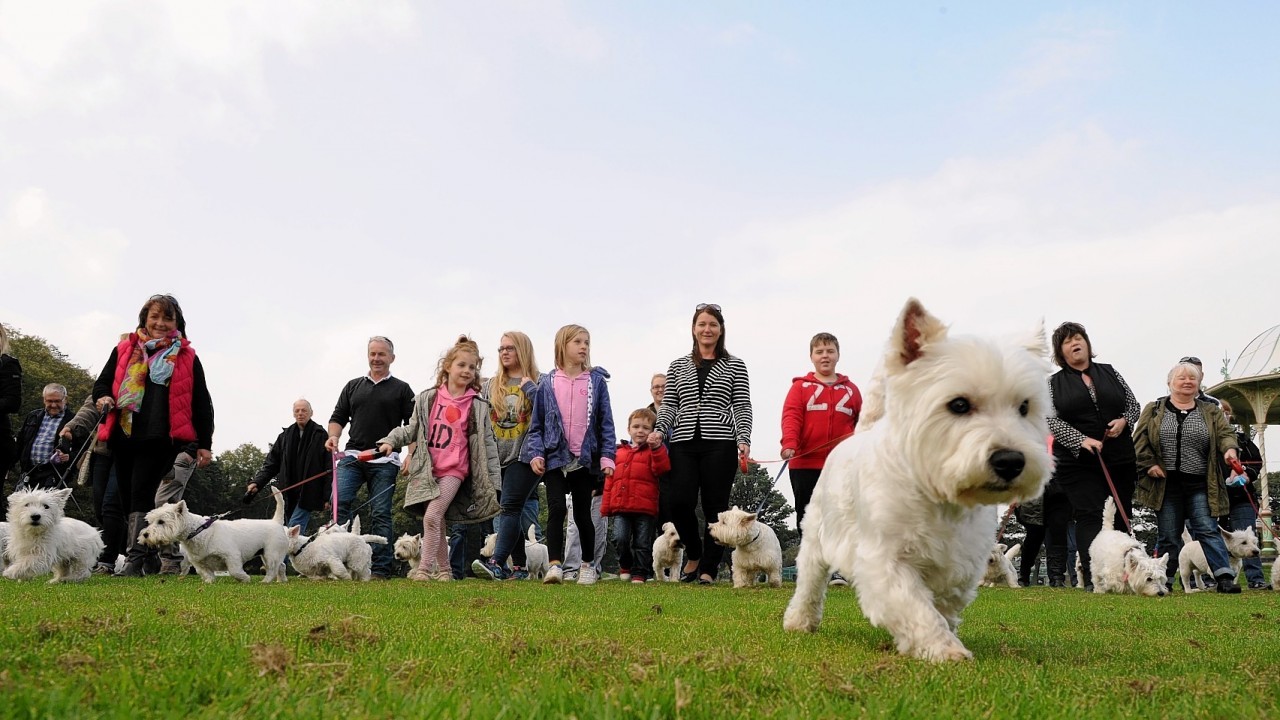 Westies at the West Highland convention which was held at Aberdeen's Duthie Park