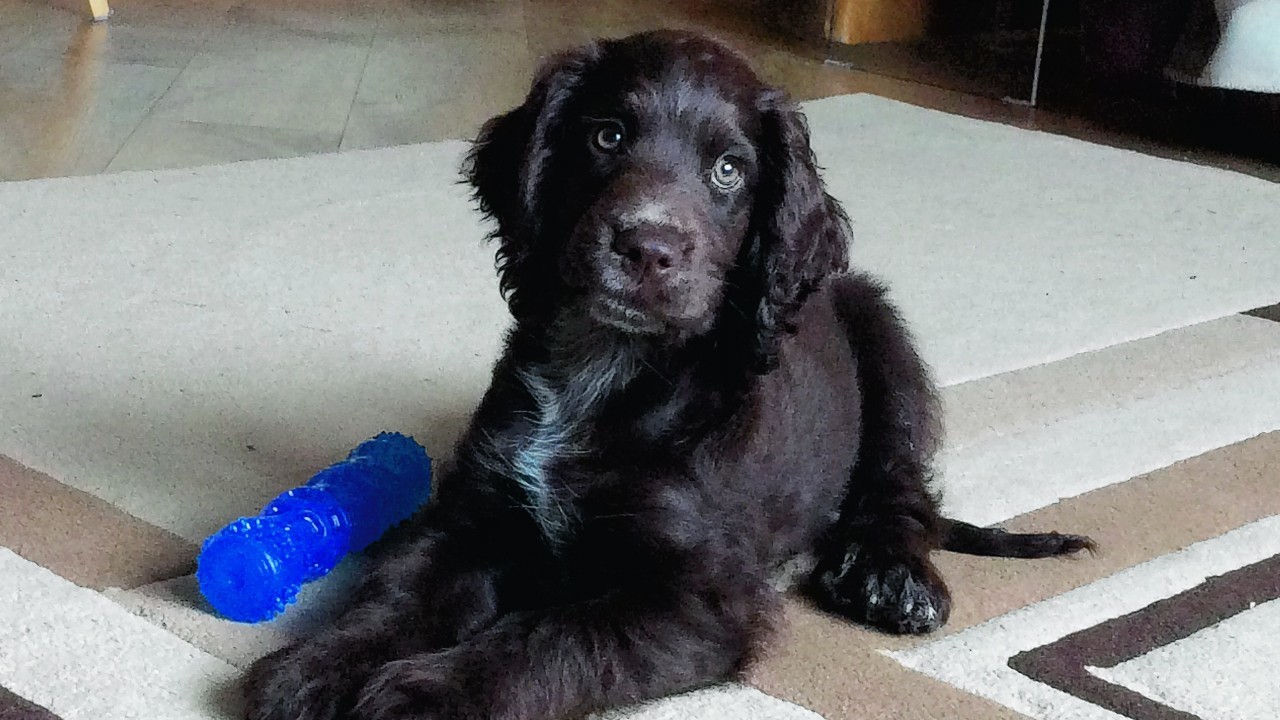 This is 10 week old cocker spaniel, Scooby, who lives with Duncan MacLure in Keith.