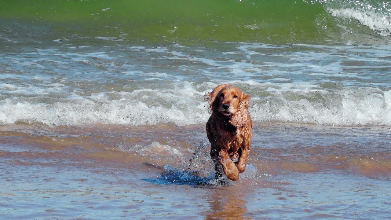 This is Bramble at Lossiemouth beach who lives with Sue Chappell in Nairn.