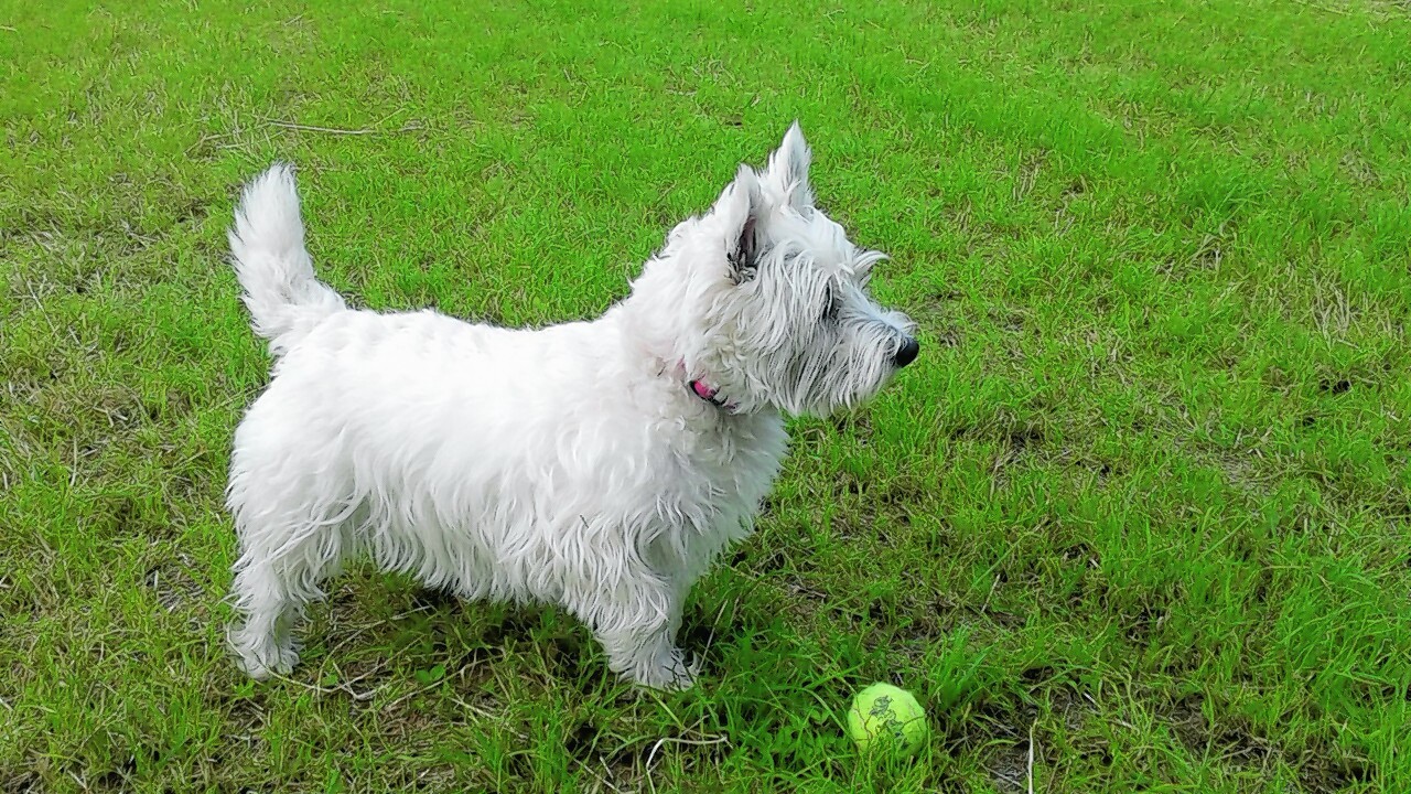 Flora the westie lives with Sarah Jim and Findlay in Keith.