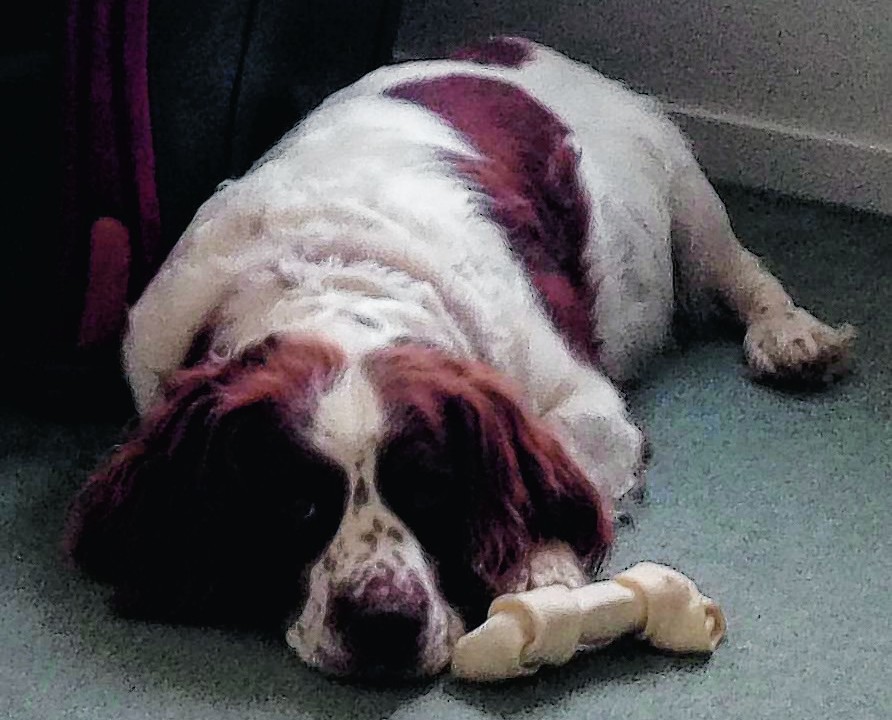Here is English springer spaniel Rock guarding his bone. He lives in Archiestown with the Thomson family.