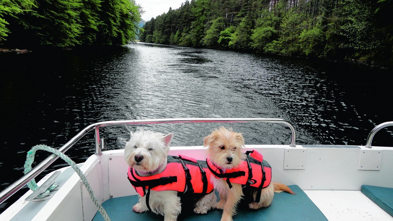 Lucy the 12-year-old westie and Cally, an 18-month-old lhapso/jack cross, on holiday on the Caledonian Canal. This photograph was taken at Laggan Avenue en route to Fort Augustus. The pair live with Brian and Wendy Kerr in Forres. They are our winners this week.