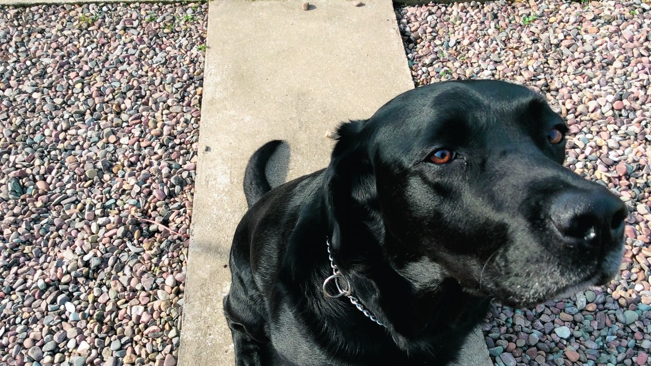 Here is Midge who loves sunning himself in the garden. He lives in Broadsea, Fraserburgh, with Allan and Jean Cheyne.
