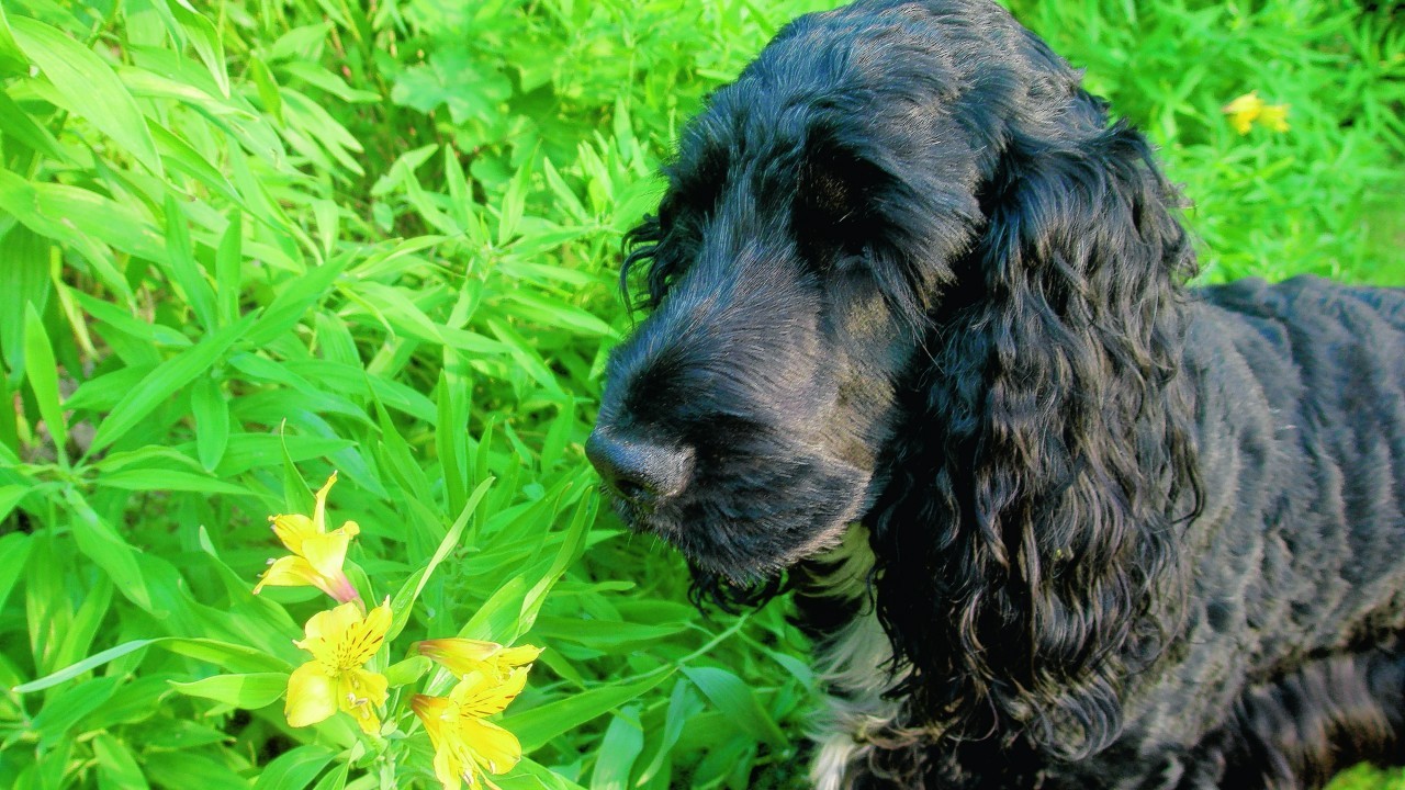 Cocker spaniel Noah admires  the  flowers while on holiday in Cumbria.  He lives with Denise and Bryan Martin in Portlethen.