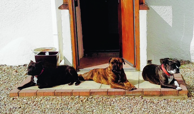 Left to right are Meeka Max and Roxy. These three came from Sydney, Australia, to live in bonnie Scotland with the Wilson family in Rosehearty.