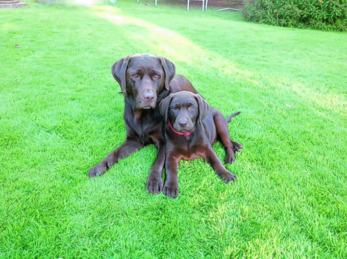 This is a photo taken of Poppy and her daughter Petal. Poppy is almost four years old and Poppy is 13 weeks. She had her first litter of 10 puppies in April and was an amazing mum and still is. She loves nothing better than playing with her pup. They stay with Dennis, Tracey and Charlotte D'Arcy who is seven years old and Beezus the cat and hamster Popcorn at Wester Dalherrick, Sauchen.