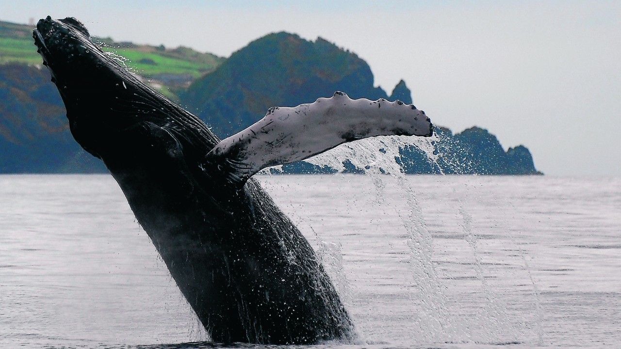 Whales are a common sight in Pico Island