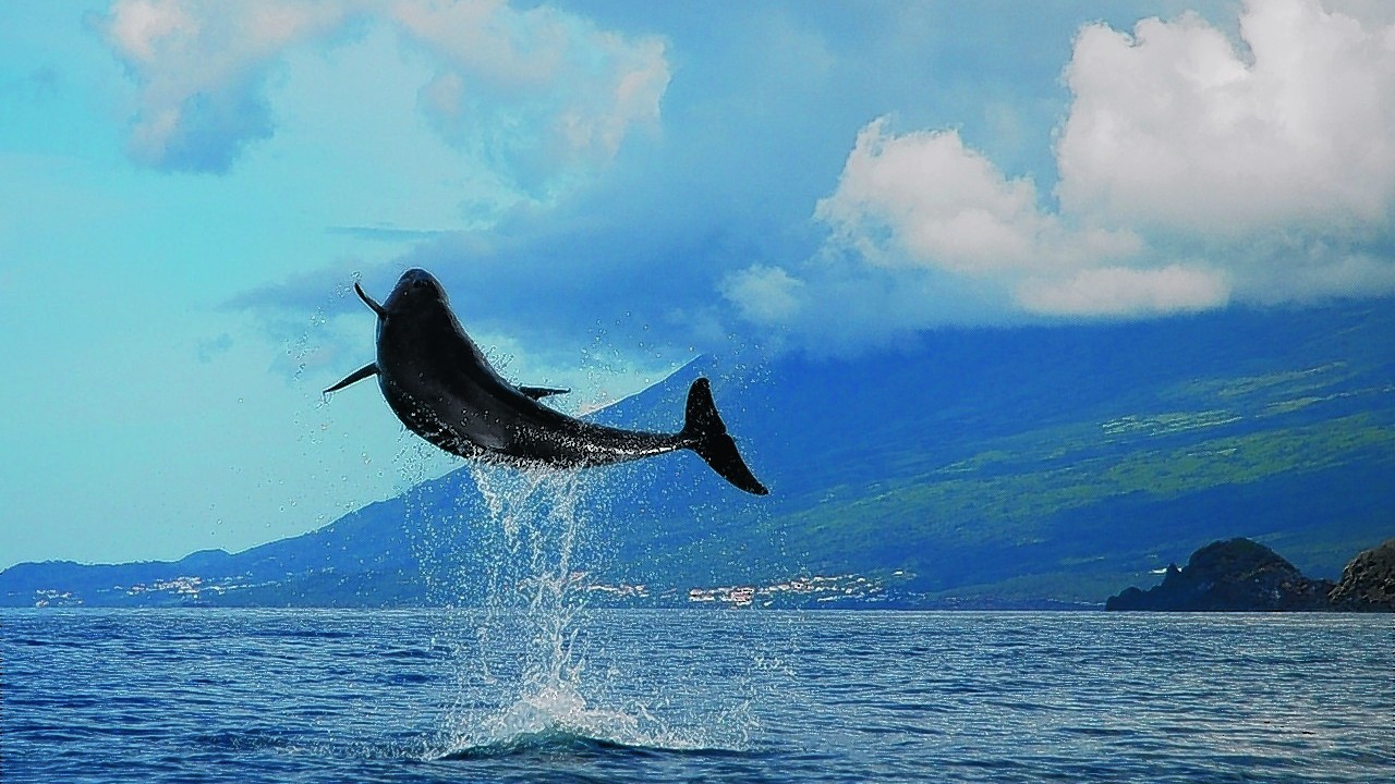 Dolphins spotted in Azores