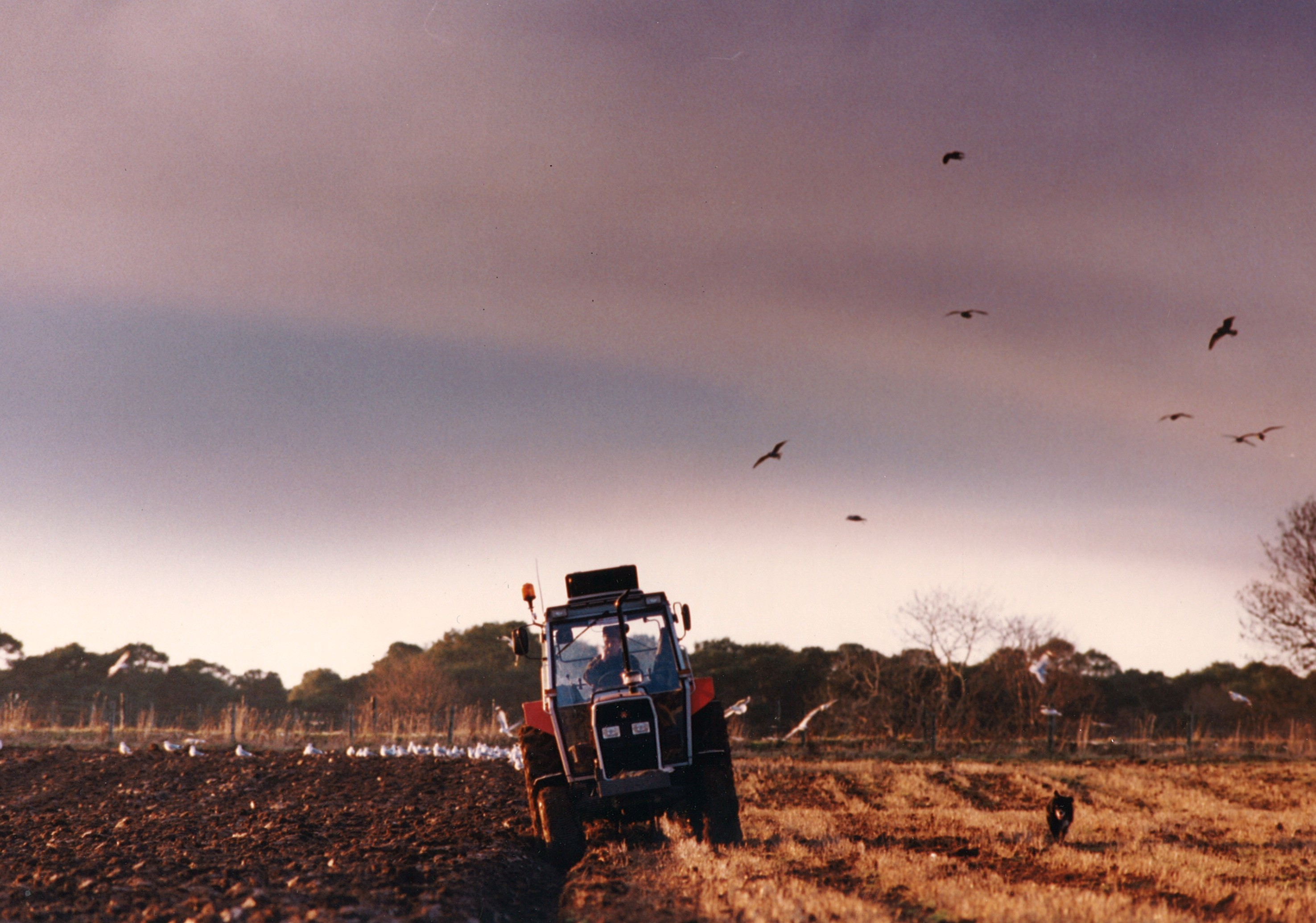 Farming looking back 