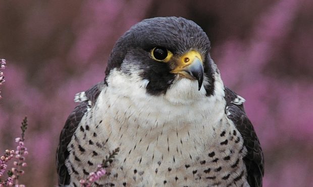 A peregrine falcon