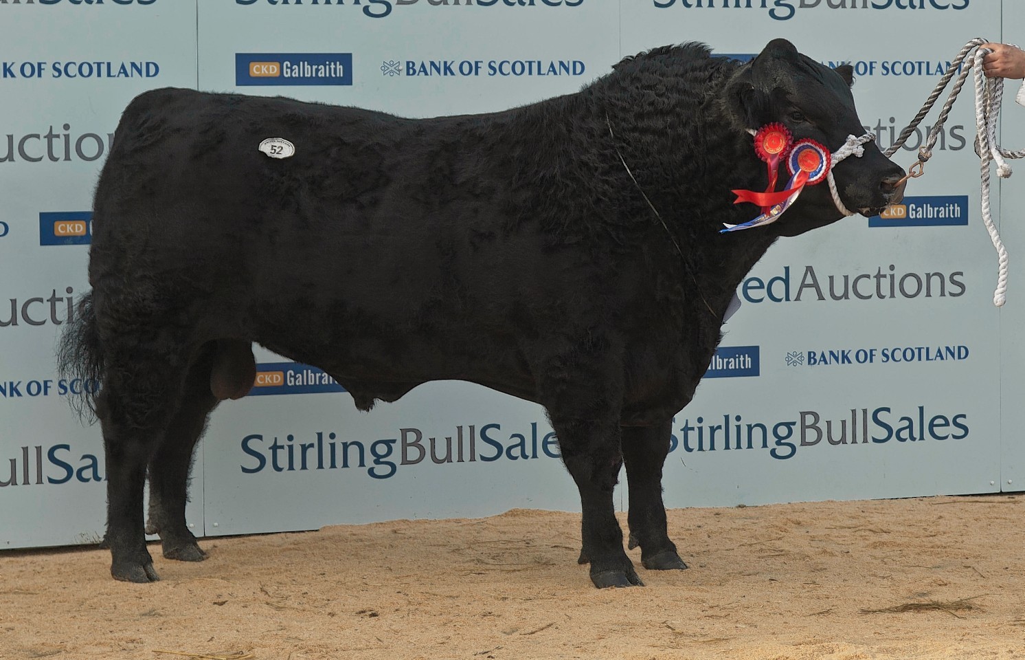 Angus champion and sale topper