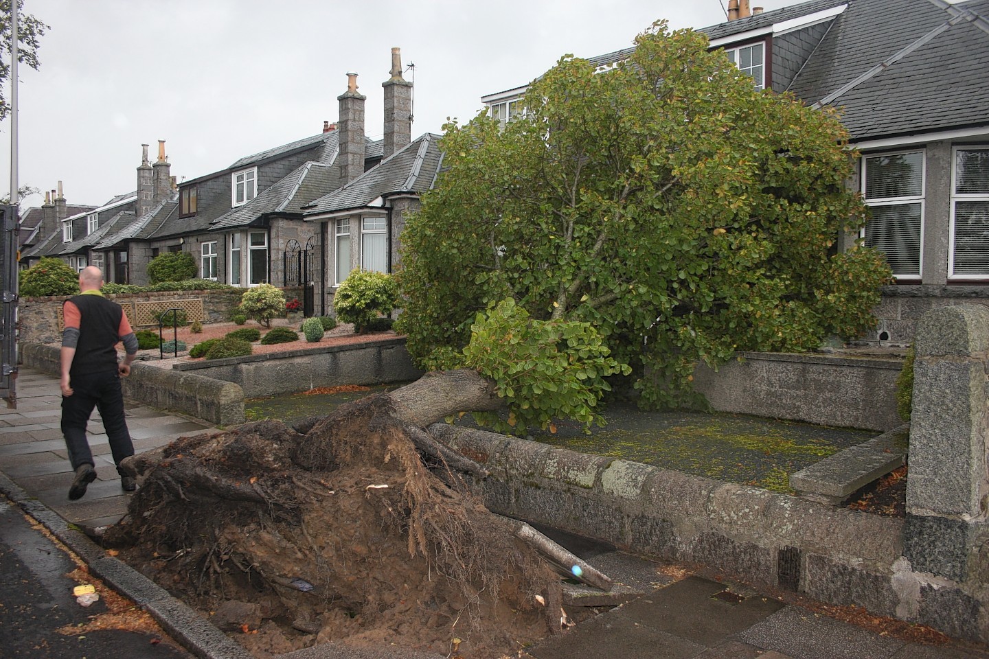 High winds blew over a tree on Broomhill road in Aberdeen. Photo by John K Wright.