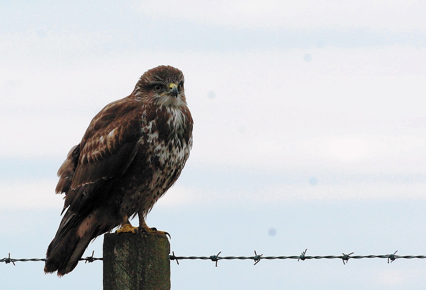 It is believed the bird could be a buzzard