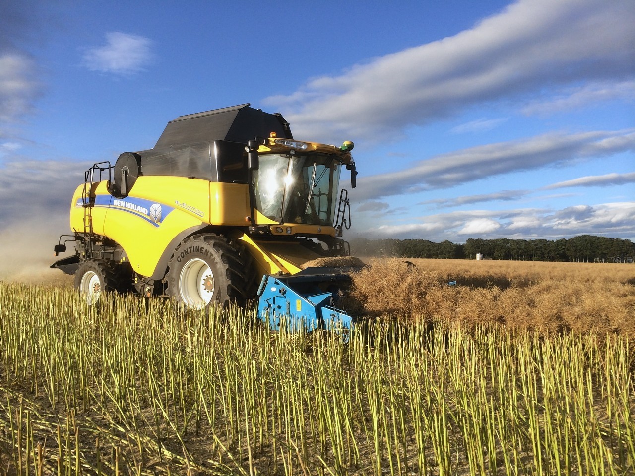 Caroline-Rennie-harvest.jpg