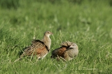 Corncrake numbers have surprised experts this year