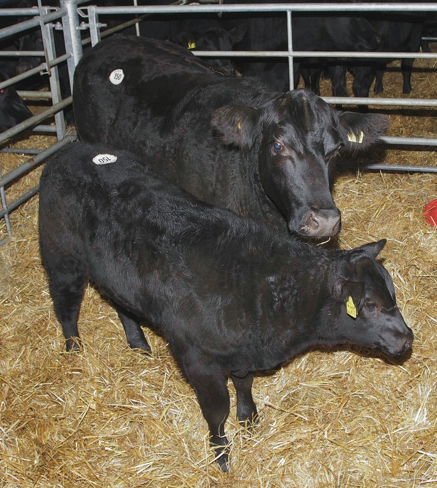 The top priced cow and calf from the Glenbuchat herd dispersal