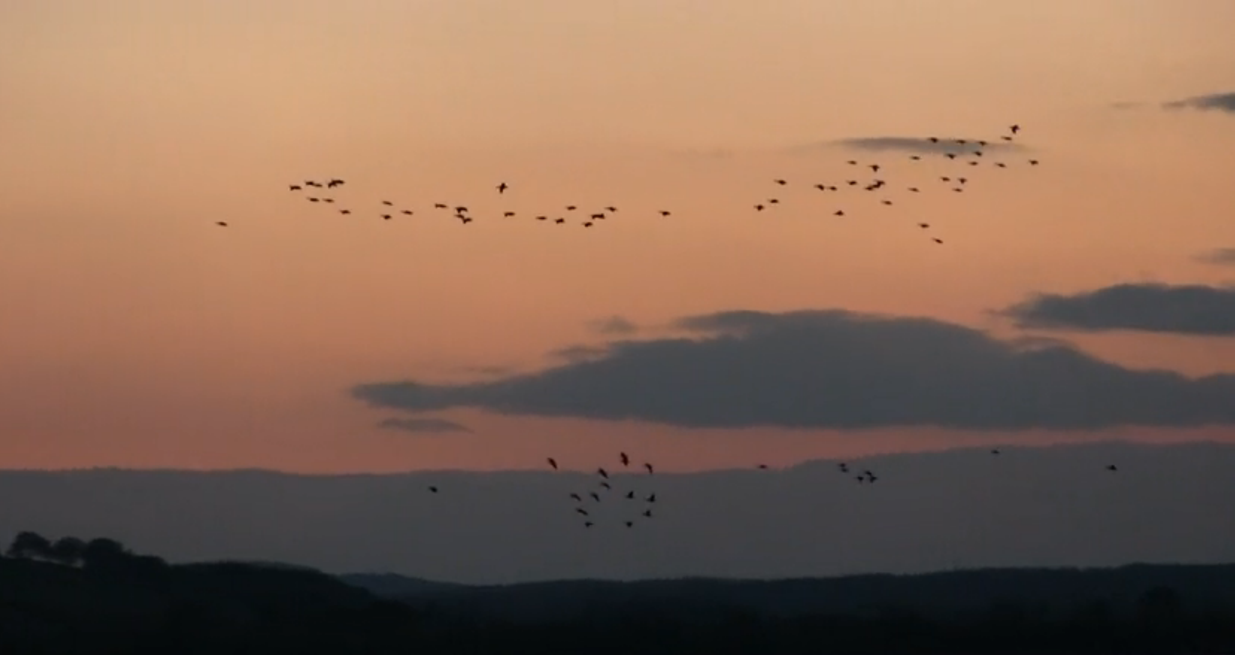 Geese landing at the Montrose Basin