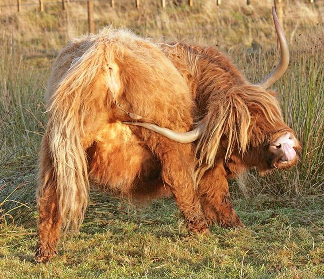The highland cow puts his horn to good use