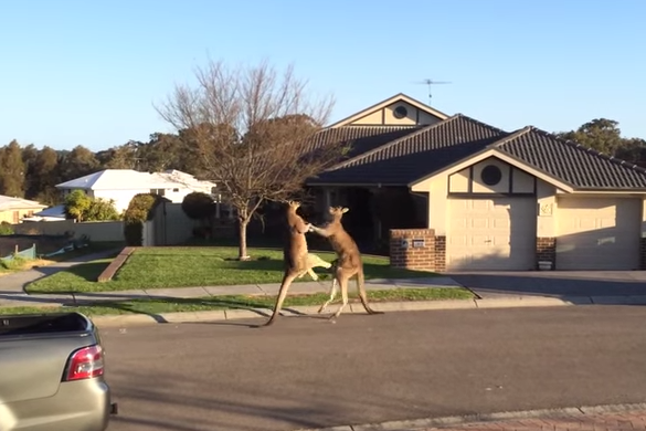 The kangaroos fought in the middle of an Australian street