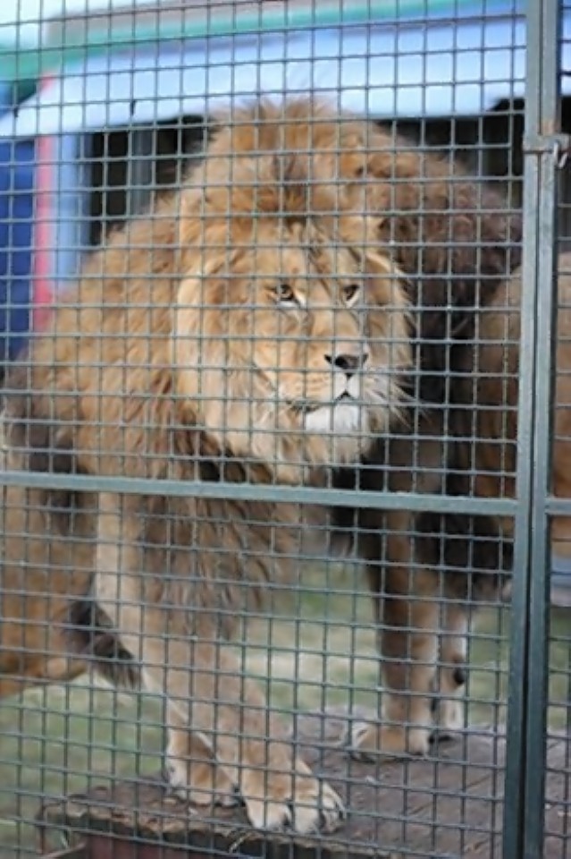 One of the lions at the farm