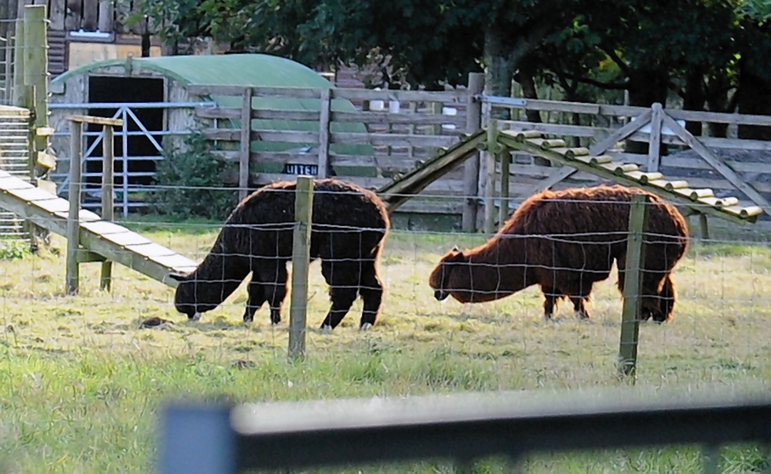 One of the proposed new homes at the Myrus Golf Centre in Macduff could eventually form part of a llama farm.