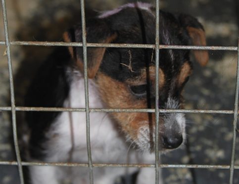 One of the dogs kept in a pen at the illegal farm