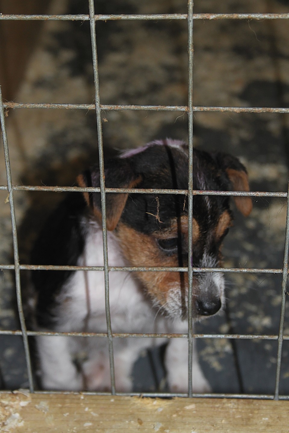 One of the dogs kept in a pen at the illegal farm