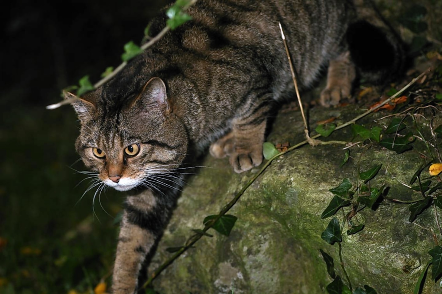 The Scottish wildcat