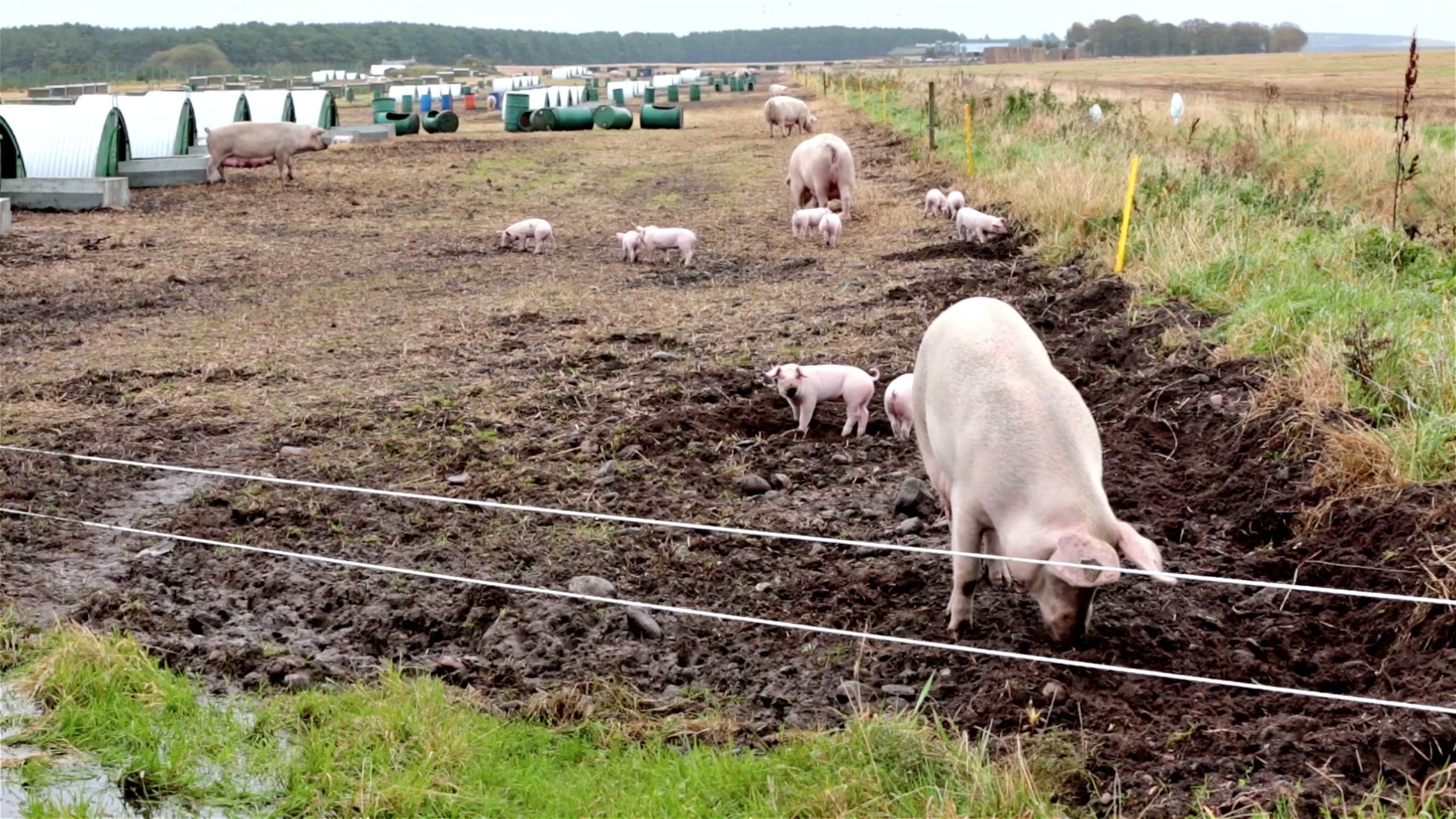Piglets on the farm near Rose Isle in Moray before running for cover when the Tornado jets past