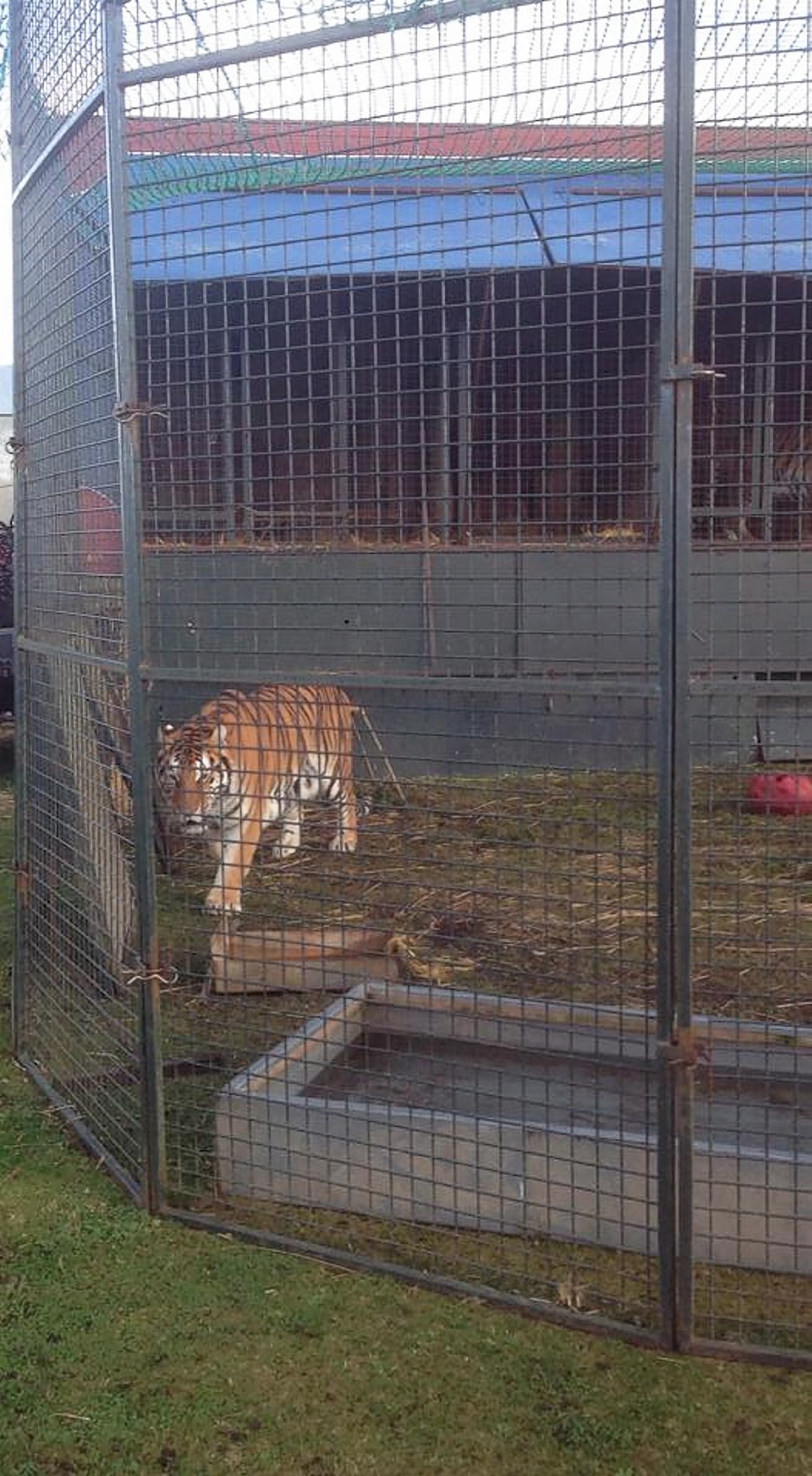 One of the three tigers staying at the farm over the winter