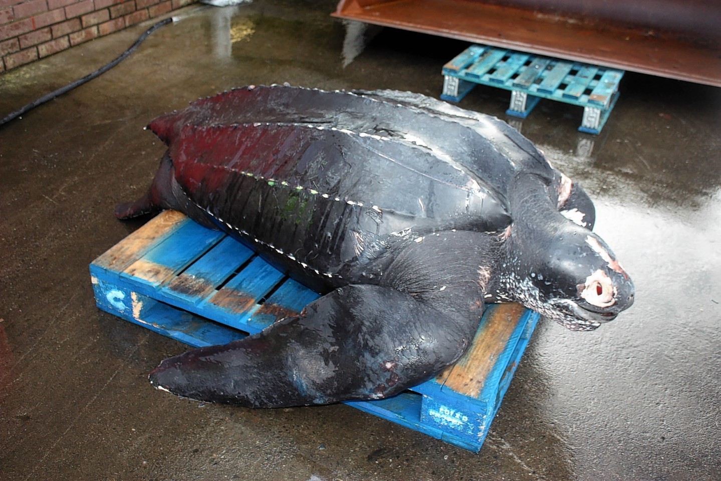 Giant Leatherback Turtle found dead off the Scottish coast