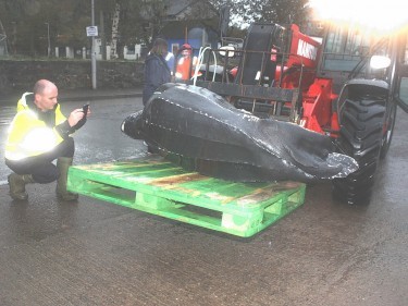 Giant Leatherback Turtle found dead off the Scottish coast