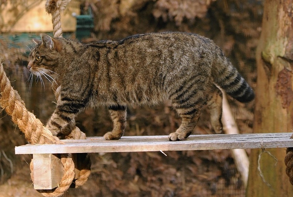 Wildcats at Highland Wildlife Park