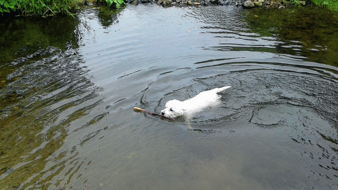 Flora the westie loves to swim at the fairy glen in Keith. Flora lives with Sarah, Jim and Findlay.