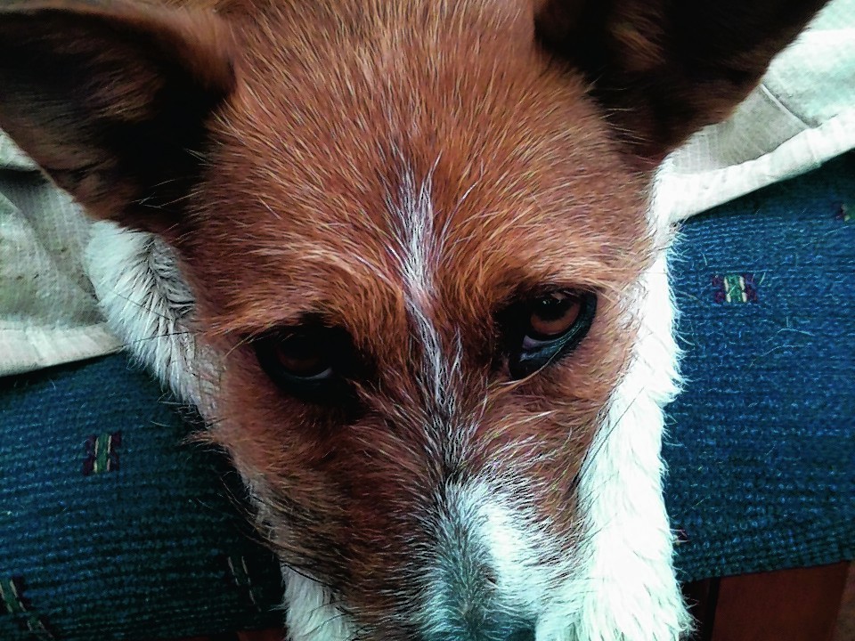 Foxy, a stray Podengo, found in Portugal now lives with Judy and Kathryn in Tillyfourie.