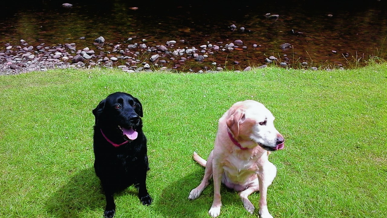 Katy and Daisy live in Callander with Barbara and Alan Davidson. Here they are cooling off by the river in Bridge of Allan.