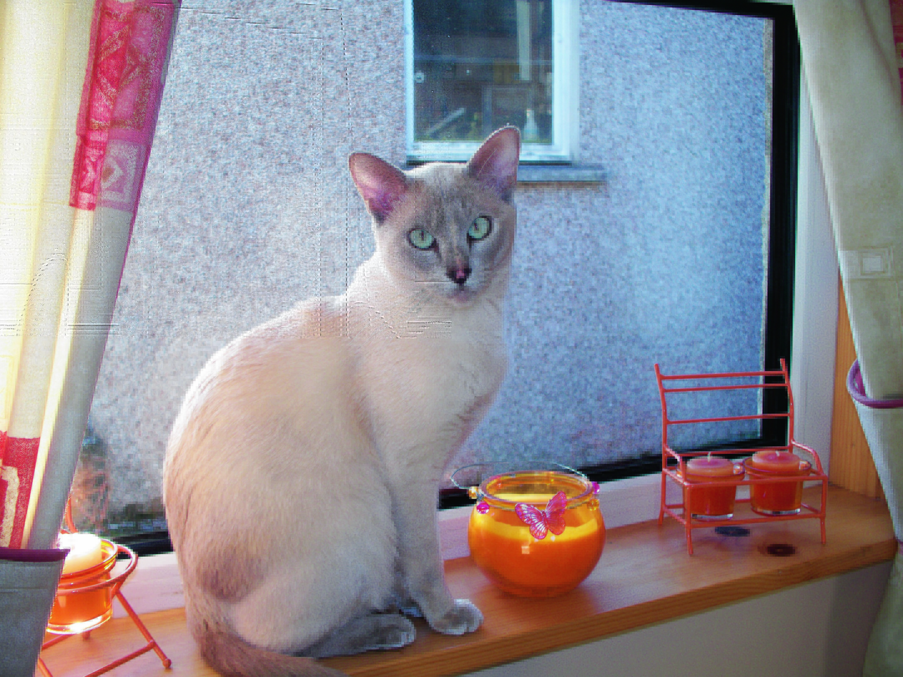 This is Lucy. She's a lilac point Tonkinese cat who lives with the Murray family in Newmarket, Isle of Lewis and is our winner this week.