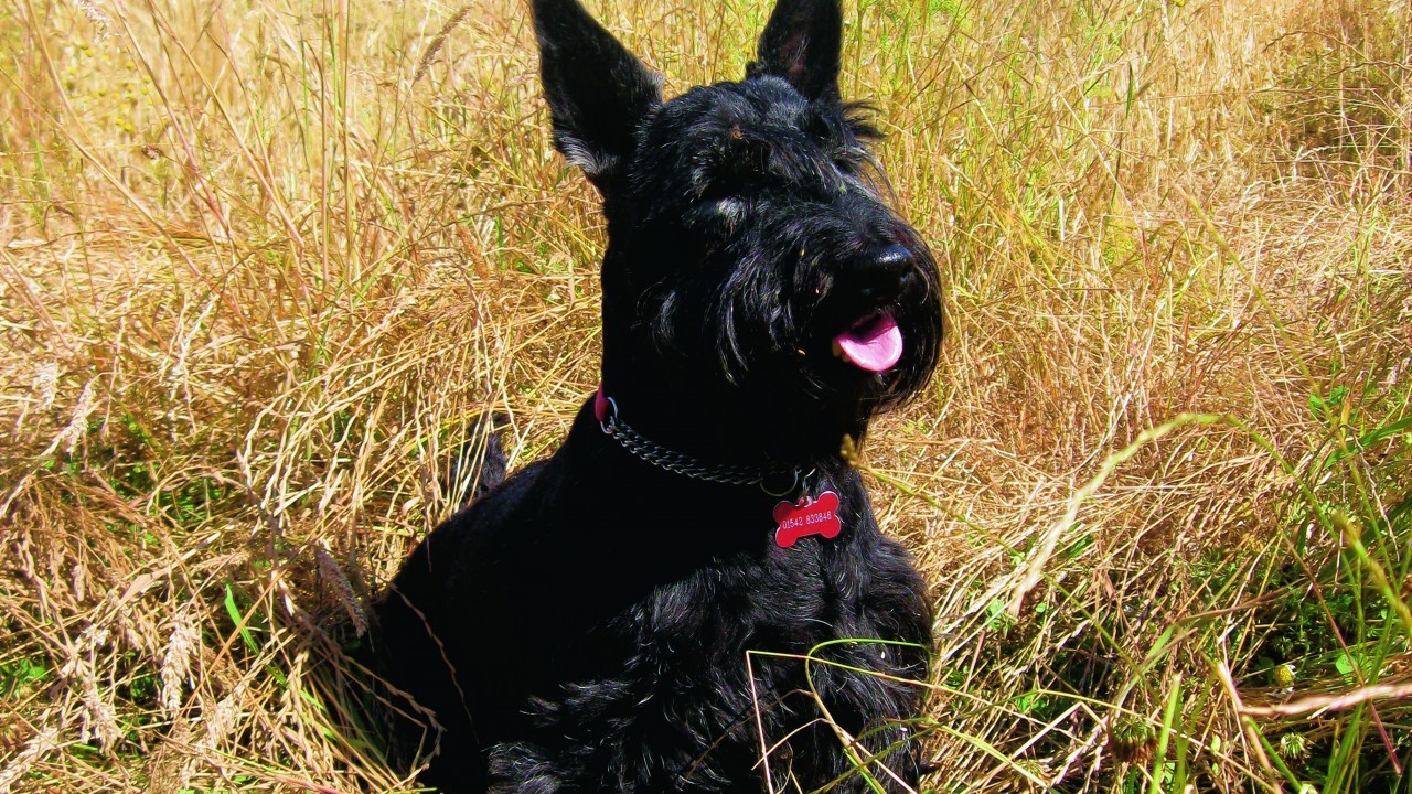 This is Scottish terrier Minstrel who lives in Buckie with Ian and Eileen Geddes.