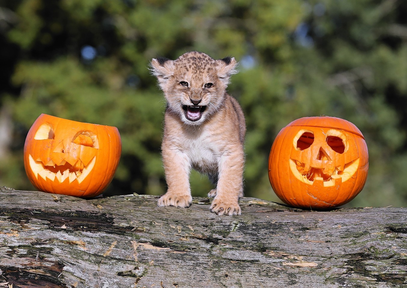 animals-pumpkins-14.jpg