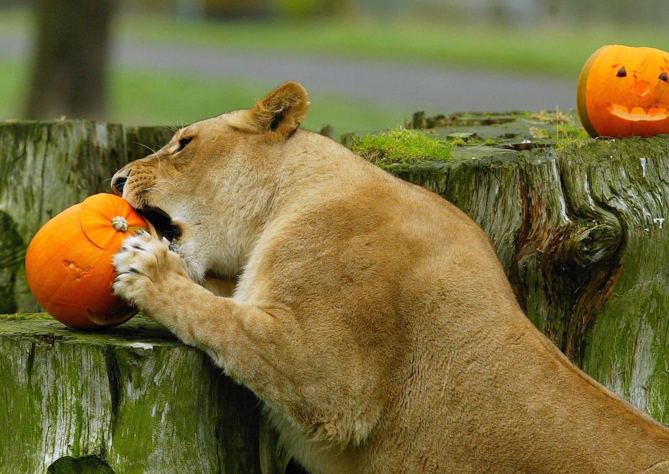 animals-pumpkins-3.jpg
