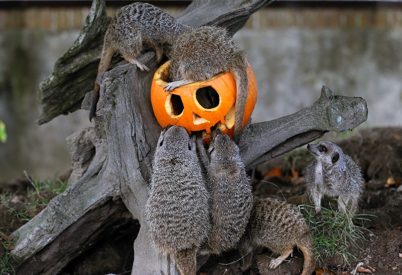 animals-pumpkins-5.jpg