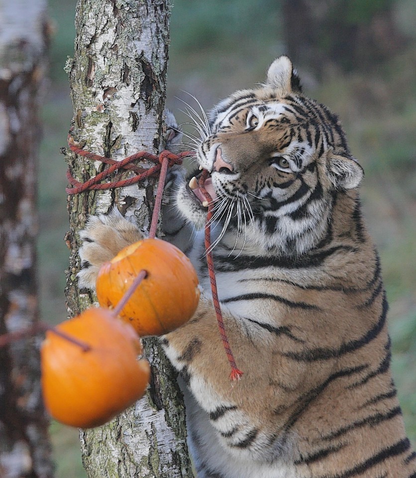 animals-pumpkins-7.jpg