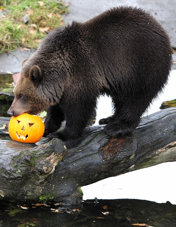 animals-pumpkins-9.jpg