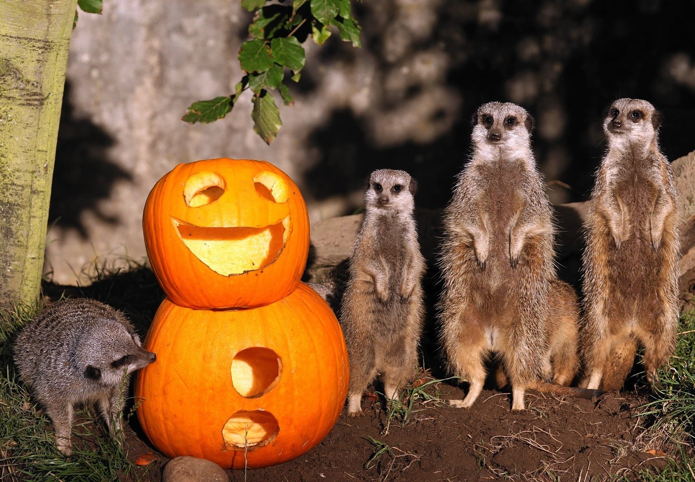 Meerkats and their pumpkins