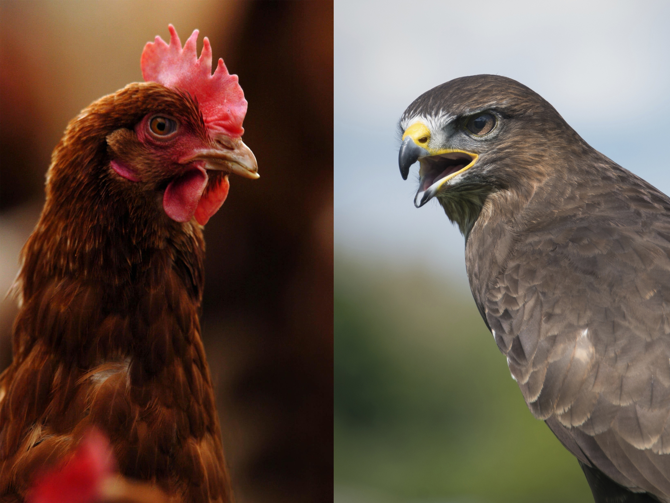 Police mistook the chicken carcasses for buzzards