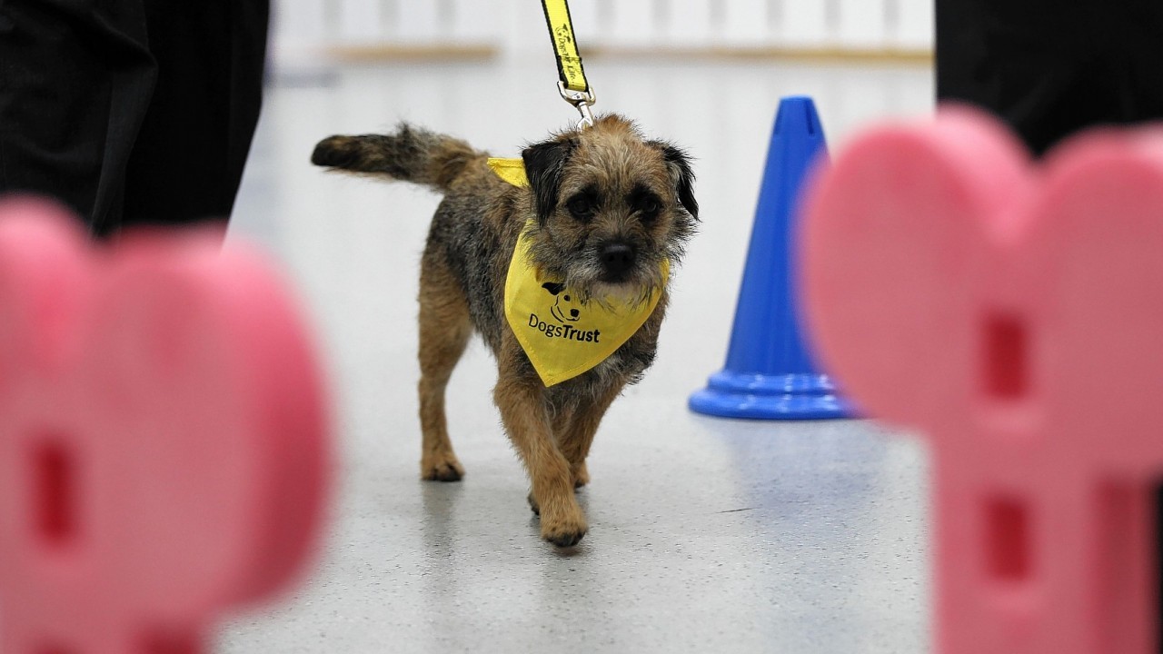 The official opening of The Dogs Trust in Manchester.