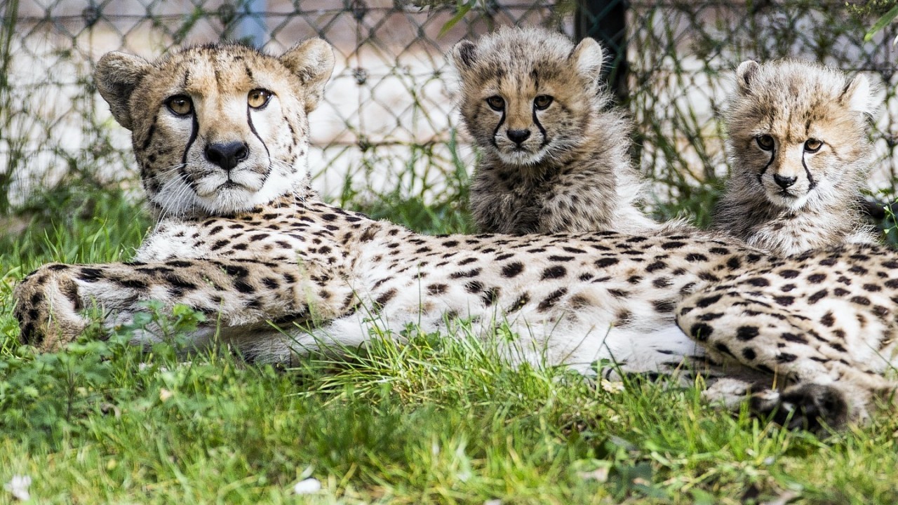 An eleven-week old Cheetah sits next to its mother Alima in the Zoo of Basel, Switzerland, Wednesday, Oct. 8, 2014