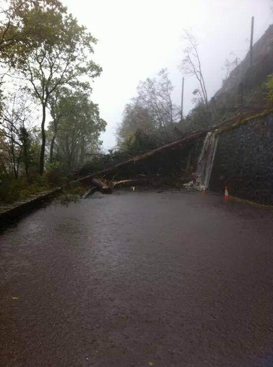 Trees blocking the A82 near the Corran Ferry