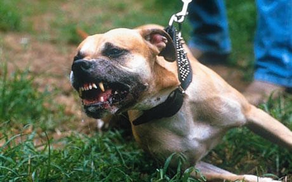 Ministers have rejected a "radical proposal" to muzzle all dogs in public.
